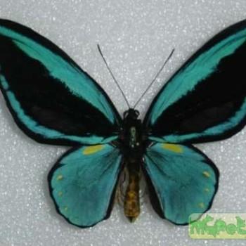 Ornithoptera aesacus