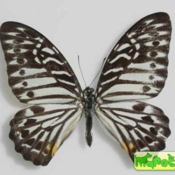 Graphium delessertii