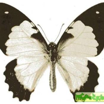 Graphium endochus