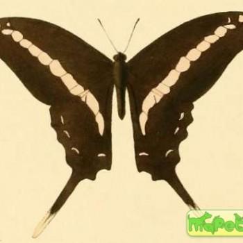 Graphium kirbyi