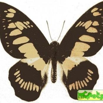 Graphium latreillianus