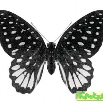 Graphium meeki