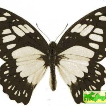 Graphium philonoe