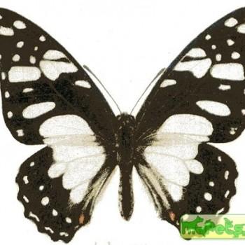 Graphium taboranus