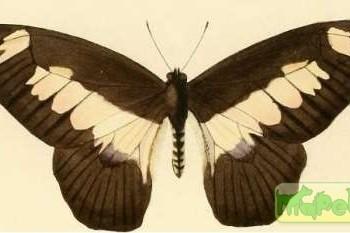 Graphium ucalegon