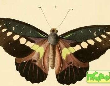 Graphium wallacei