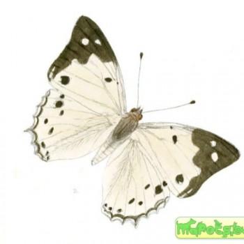 Helcyra hemina