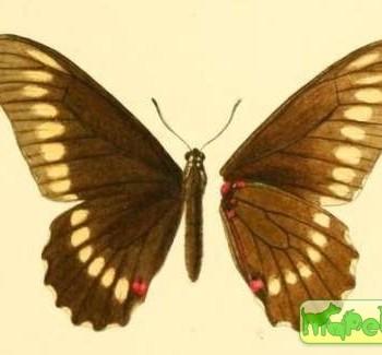 Mimoides microdamas
