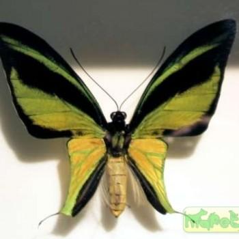 Ornithoptera meridionalis