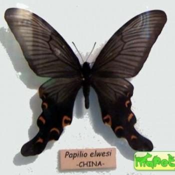 Papilio elwesi