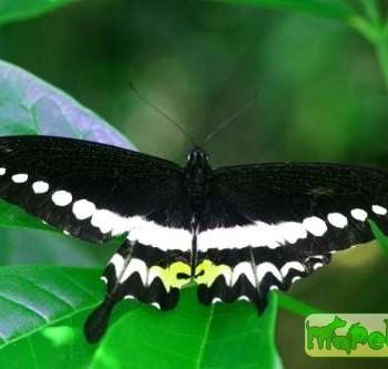 Papilio liomedon