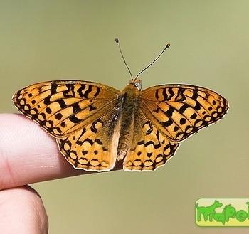 Speyeria coronis