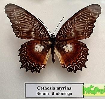 Cethosia myrina