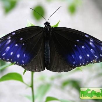 Euploea tulliolus
