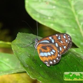 Megoleria susiana
