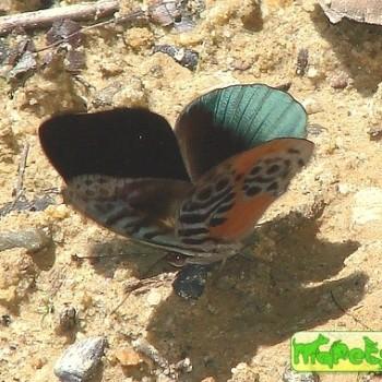 Eunica chlororhoa