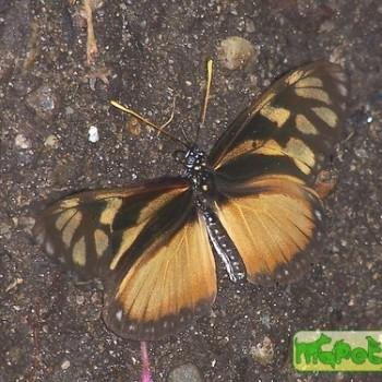 Eutresis hypereia