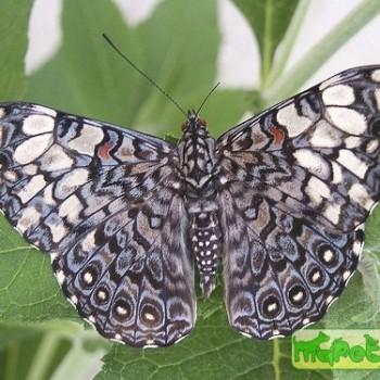 Hamadryas epinome
