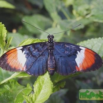Heliconius heurippa