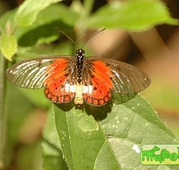 Acraea leucographa