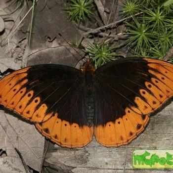 Speyeria diana