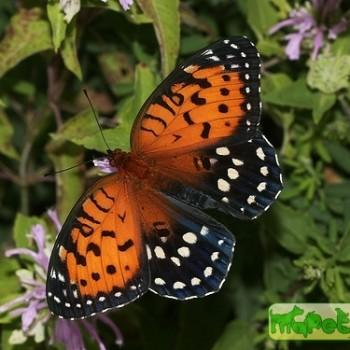 Speyeria idalia