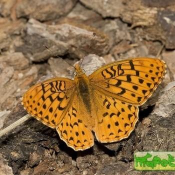 Speyeria egleis
