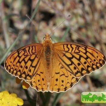 Speyeria adiaste