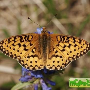 Speyeria mormonia
