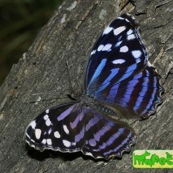 Myscelia ethusa