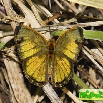 Dynamine dyonis