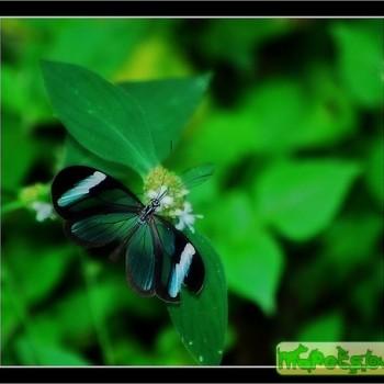 Oleria victorine