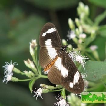 Acraea epaea