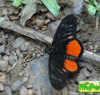 Acraea grosvenori