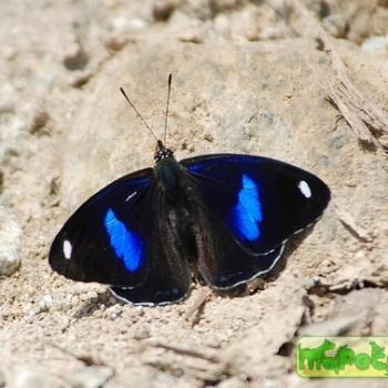 Diaethria astala