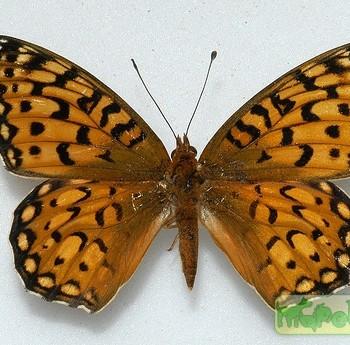 Speyeria edwardsii