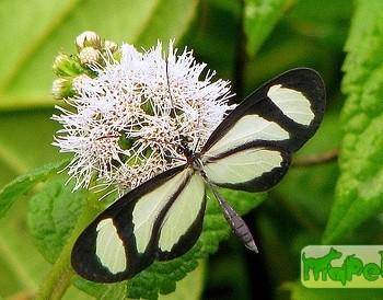 Aeria olena
