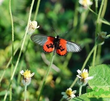 Acraea lia