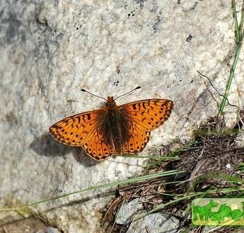 Boloria pales