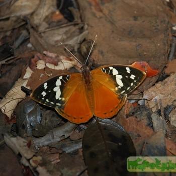 Aterica rabena