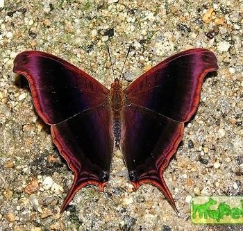 Marpesia zerynthia