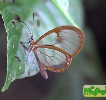 Pteronymia rufocincta