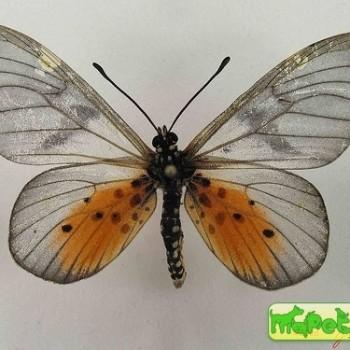 Acraea vesperalis