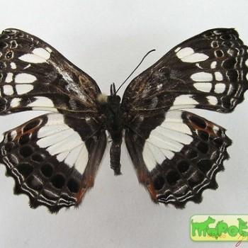 Neptidopsis ophione