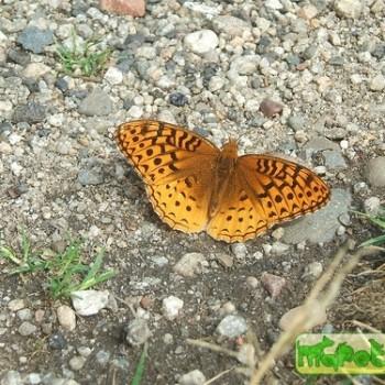 Boloria polaris