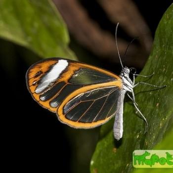 Hypoleria lavinia