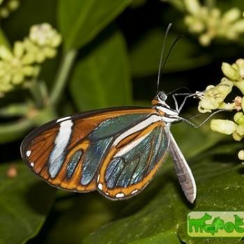 Ithomia leila