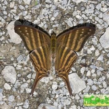 Marpesia chiron