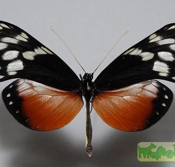 Hyalyris excelsa