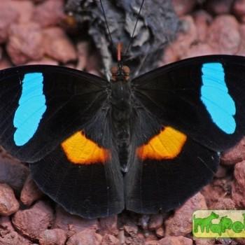 Nessaea obrinus